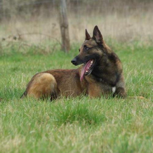 Eleveur : chenil de la Tour