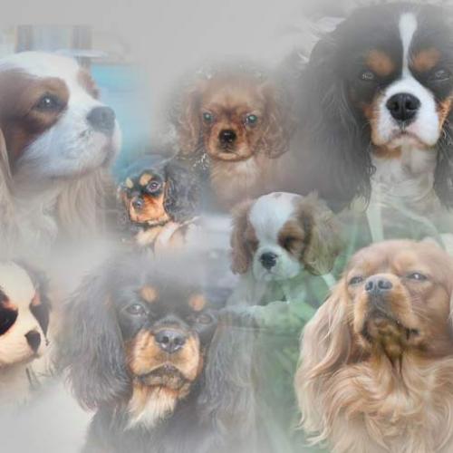 Eleveur : domaine des petits clowns