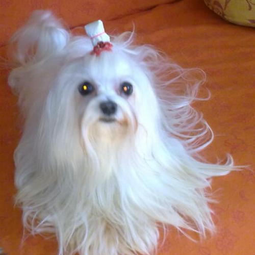 Elevage : Bichon Maltais Shih Tzu Yorkshire
