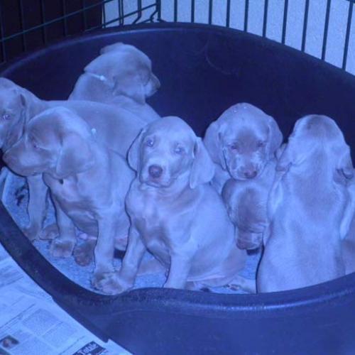 Élevage : braque de weimar poil court