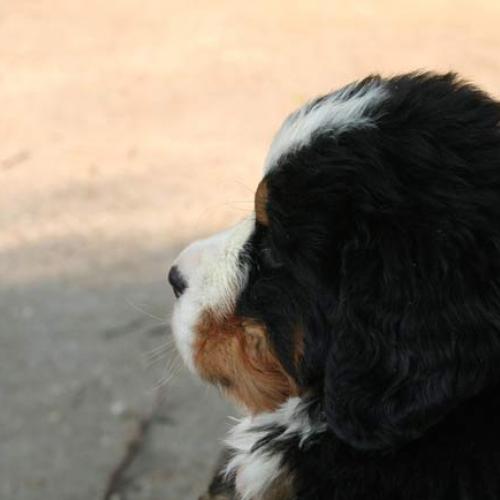 Élevage : bouvier bernois