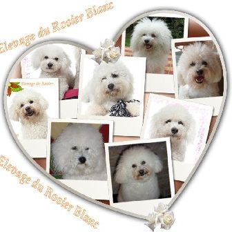 Eleveur : élevage du rosier blanc