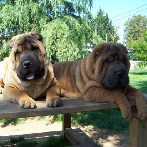 Eleveur : Shar-Peï de La Petite Cantate