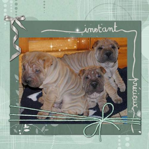 Élevage : shar pei