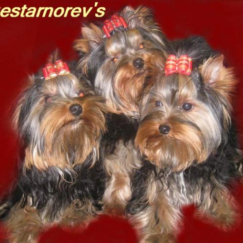 Eleveur : Bluestarnorev's