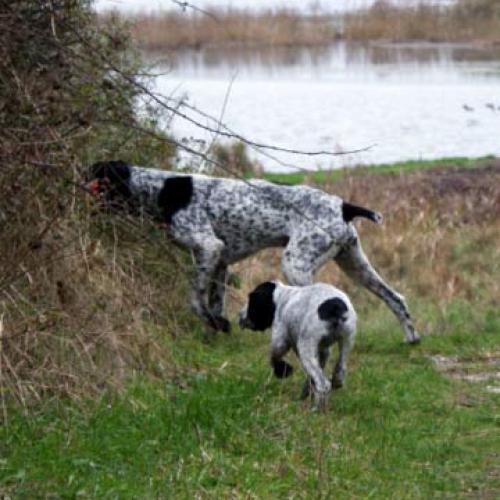 Élevage : braque d auvergne