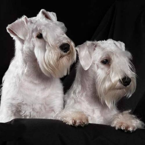 Eleveur : le clos des tulipes noires