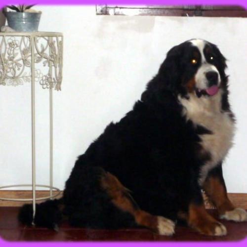 Eleveur : DU CLOS DE LA CIGALIERE