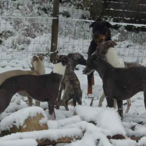 Élevage : whippet
