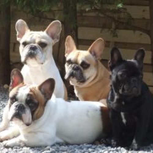 Elevage Bouledogue Français De Molosse Land