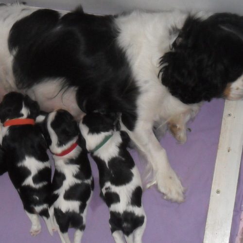 elevage de l'Isle Rare