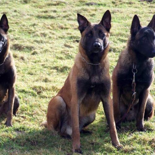 Élevage : berger belge