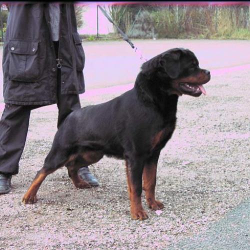Élevage : rottweiler