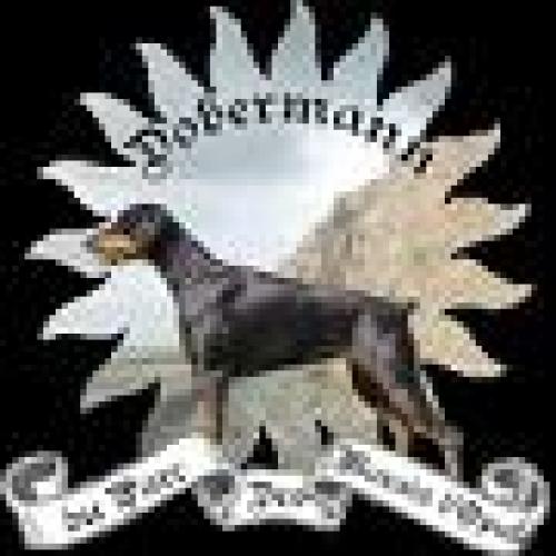 Élevage : dobermann