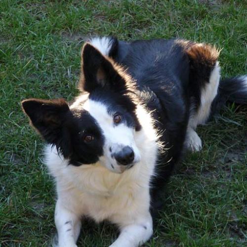 Eleveur : Domaine de JOLEA