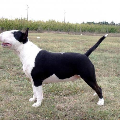 Élevage : bull terrier