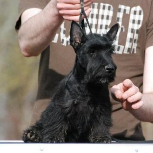 Scottish Terrier Shih Tzu Yorkshire Chat Sibérien