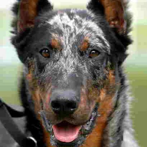 Eleveur : LE SERMENT DES BRUMES