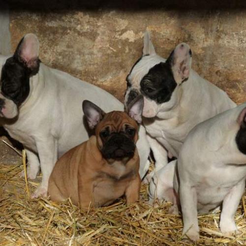 Eleveur : Elevage du Hogan des Vents