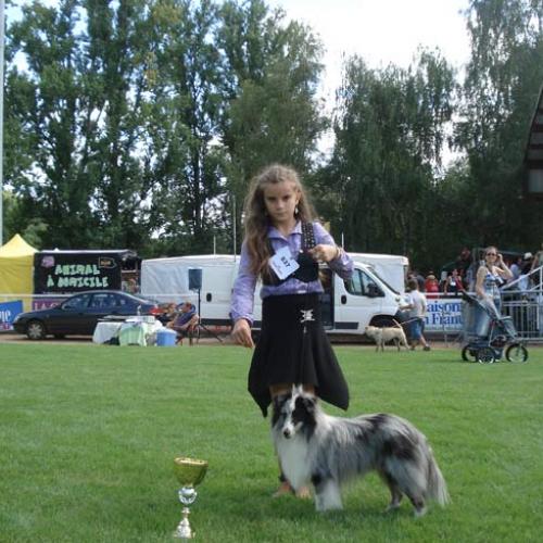 Élevage : berger belge berger des pyrenees poil long chien de berger des shetland