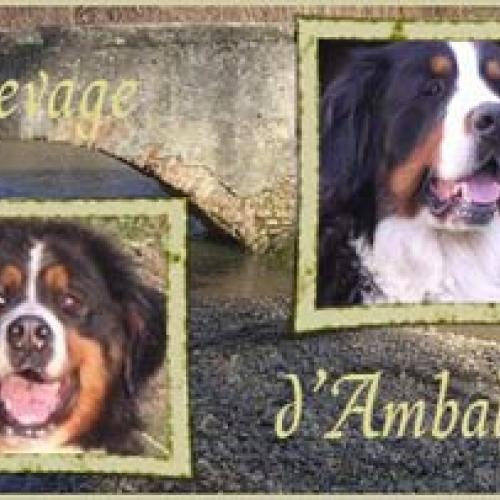 Élevage : bouvier bernois