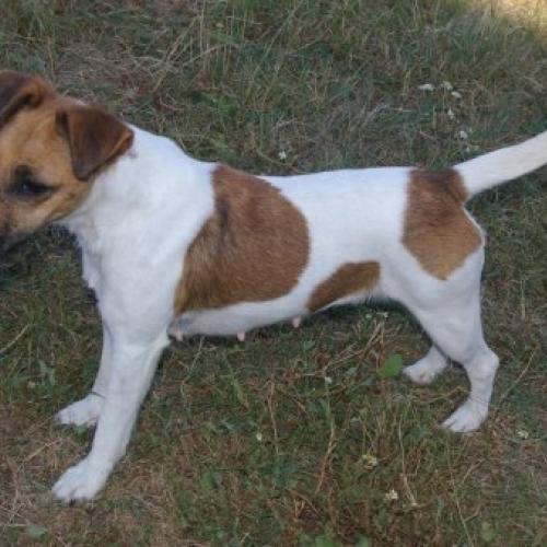 Eleveur : SARL La Cotterie de Saint Senoch