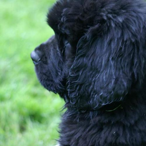 Eleveur : Terre neuve de l'ocean de reves