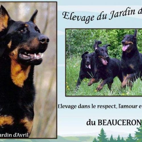 Eleveur : Elevage Sélectionné par la Société Centrale Canine