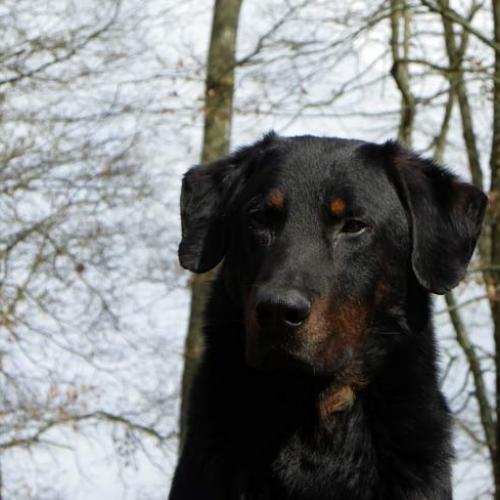Élevage : berger de beauce - beauceron