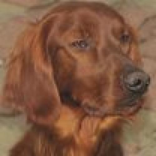 Élevage : setter irlandais rouge