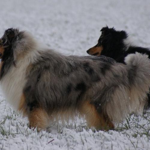 Eleveur : Les Colleys de Cairngorms