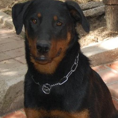 Élevage : berger de beauce - beauceron