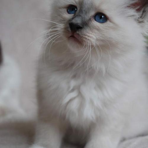 Eleveur : Chatterie des Yeux de Velours