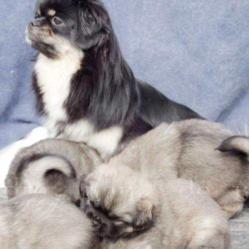 Élevage : epagneul tibetain