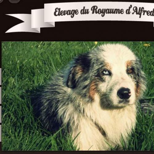 Élevage : elevage du royaume d'alfred