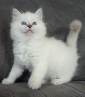 Elevage Familial et Professionel : Ragdoll