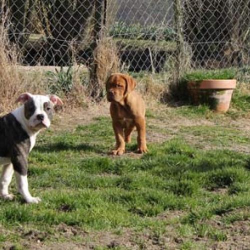 Eleveur : Elevage des loups d'Aphrodite