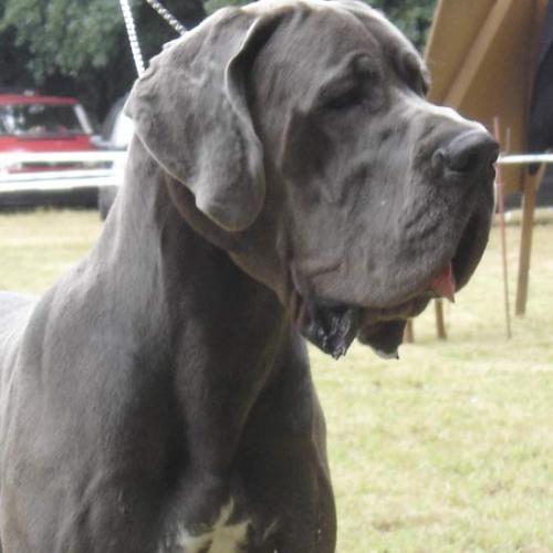 Élevage : dogue allemand