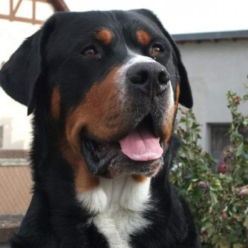 Élevage : grand bouvier suisse