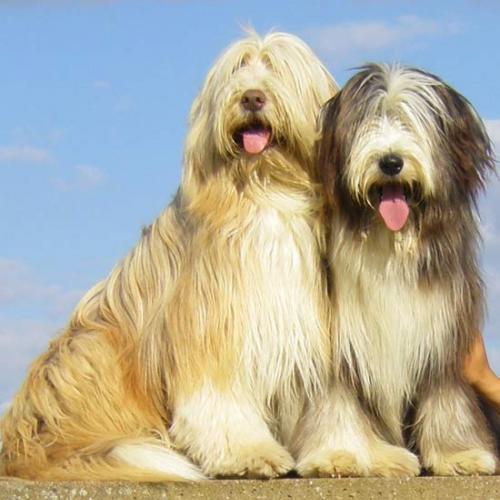 Élevage : bearded collie