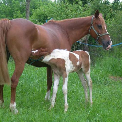 Eleveur : ELEVAGE DES VALLOTS