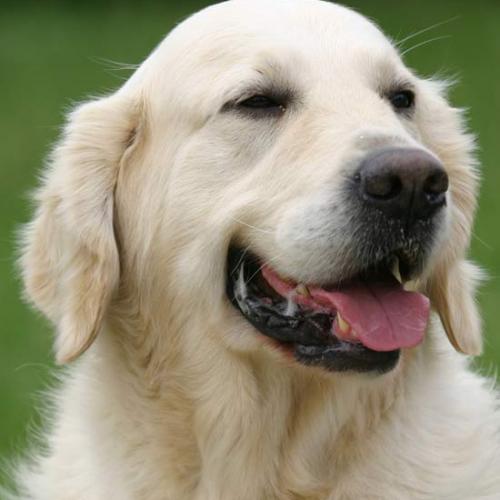 Élevage : golden retriever