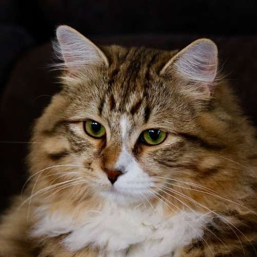 Élevage : sibérien (chat de sibérie)