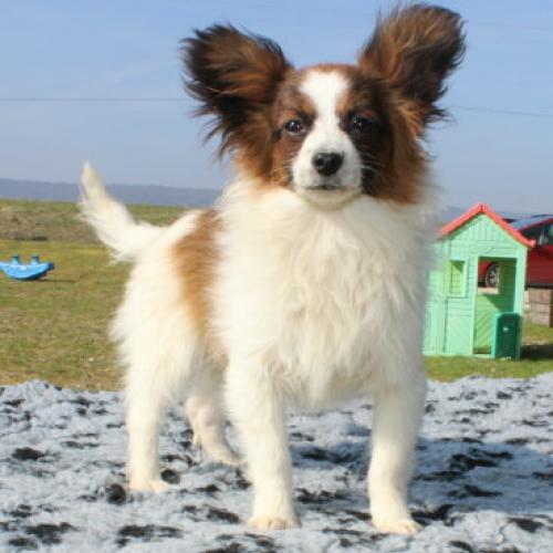 Eleveur : Elevage de Papillon