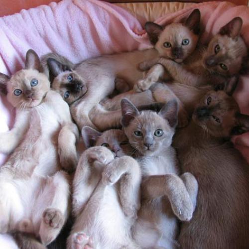 Élevage : tonkinois (tonkinese)