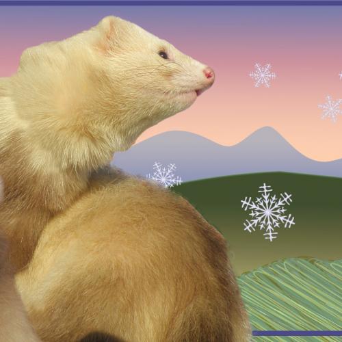 Les furets du Mézenc