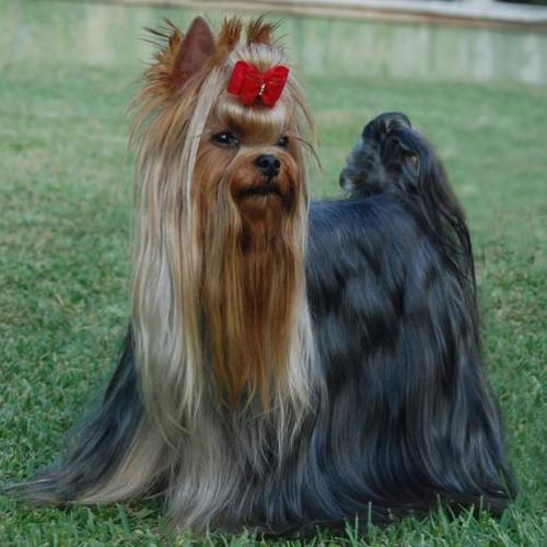 Eleveur : YORKSHIRE TERRIER ELPAZEOR