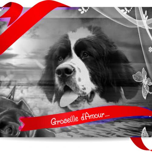 Élevage : altesse landseer paradise