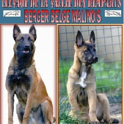 élevage de Berger Belge Malinois