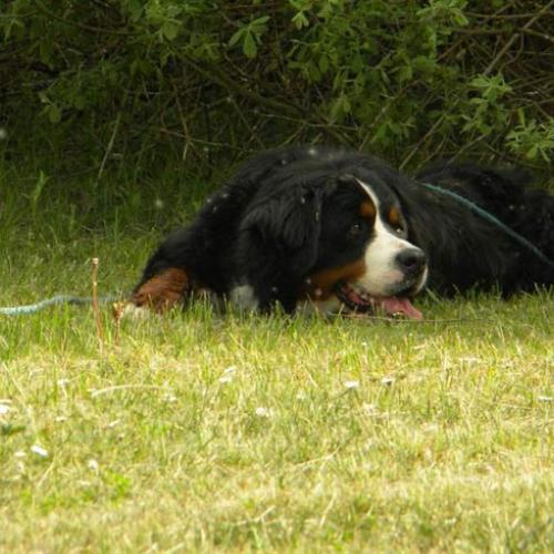 Élevage : bouvier bernois